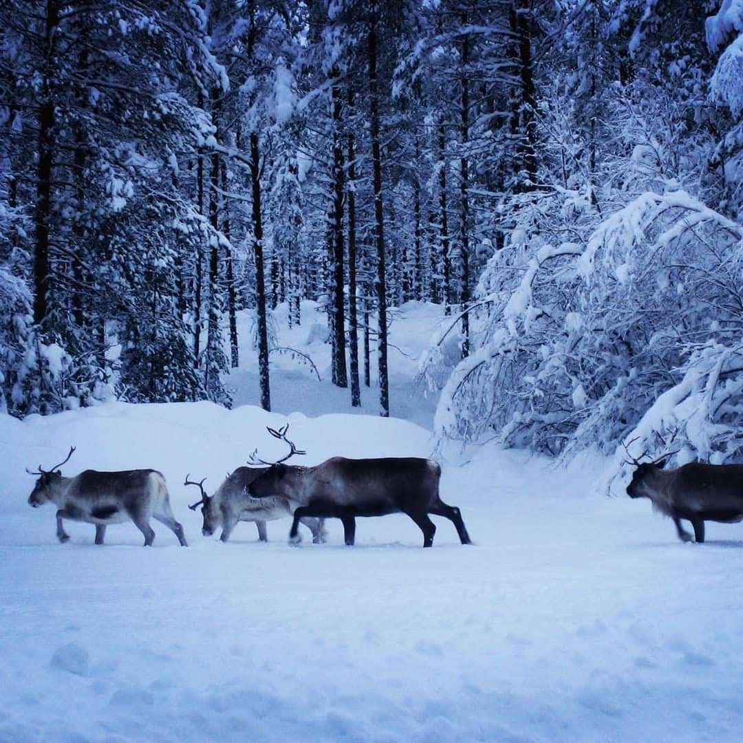 Openlappland - Chien de traîneau et Séjours en Laponie